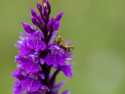 wandernacht 26_06